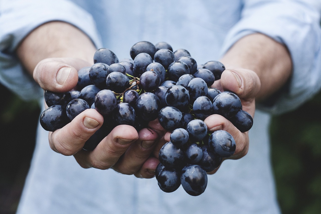 Réussir sa culture de légumes bio