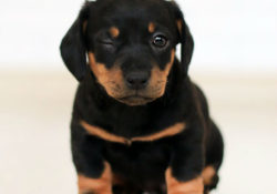chien garde