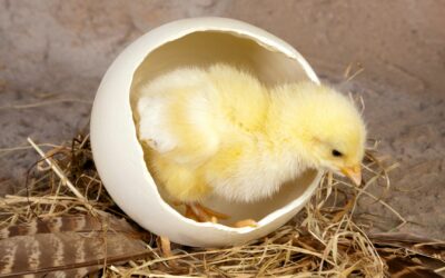 How can you tell if an egg is fertilised or not?