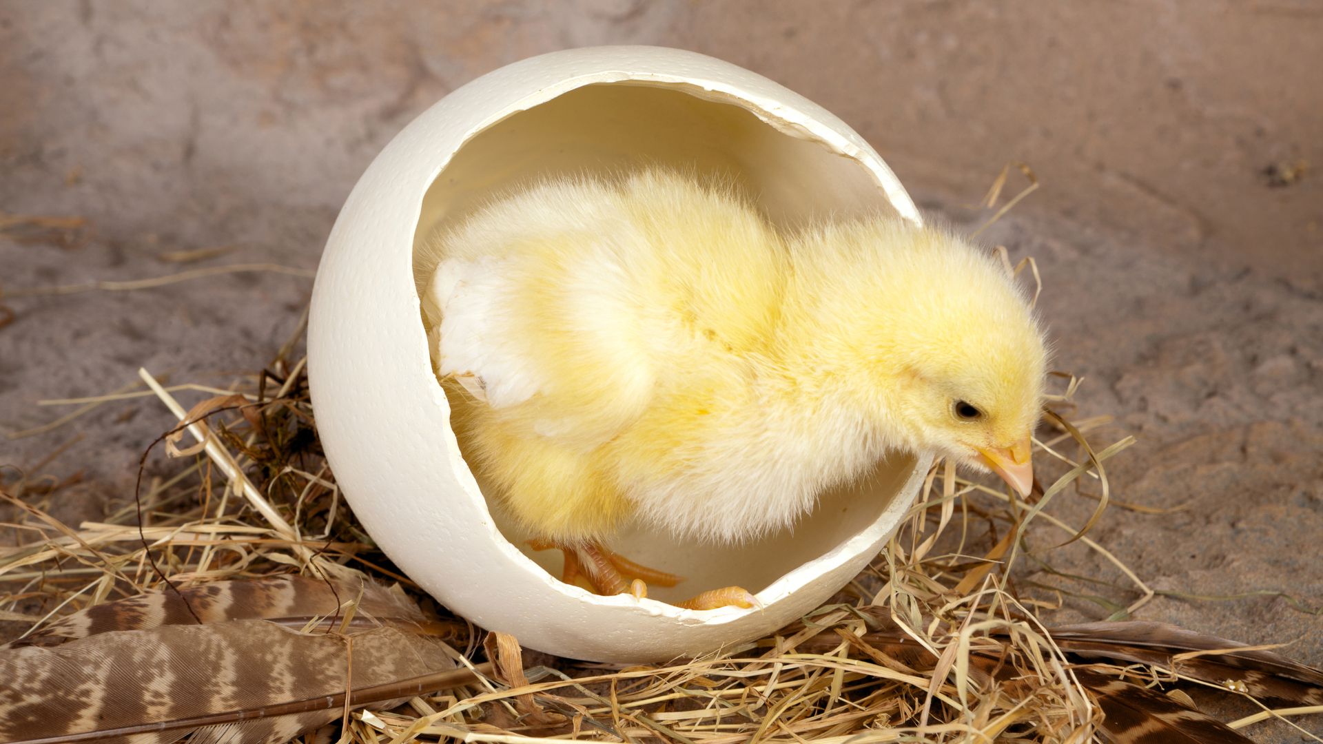 A fertilised egg