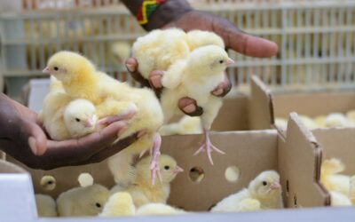 Why disease prevention matters in hatcheries ?