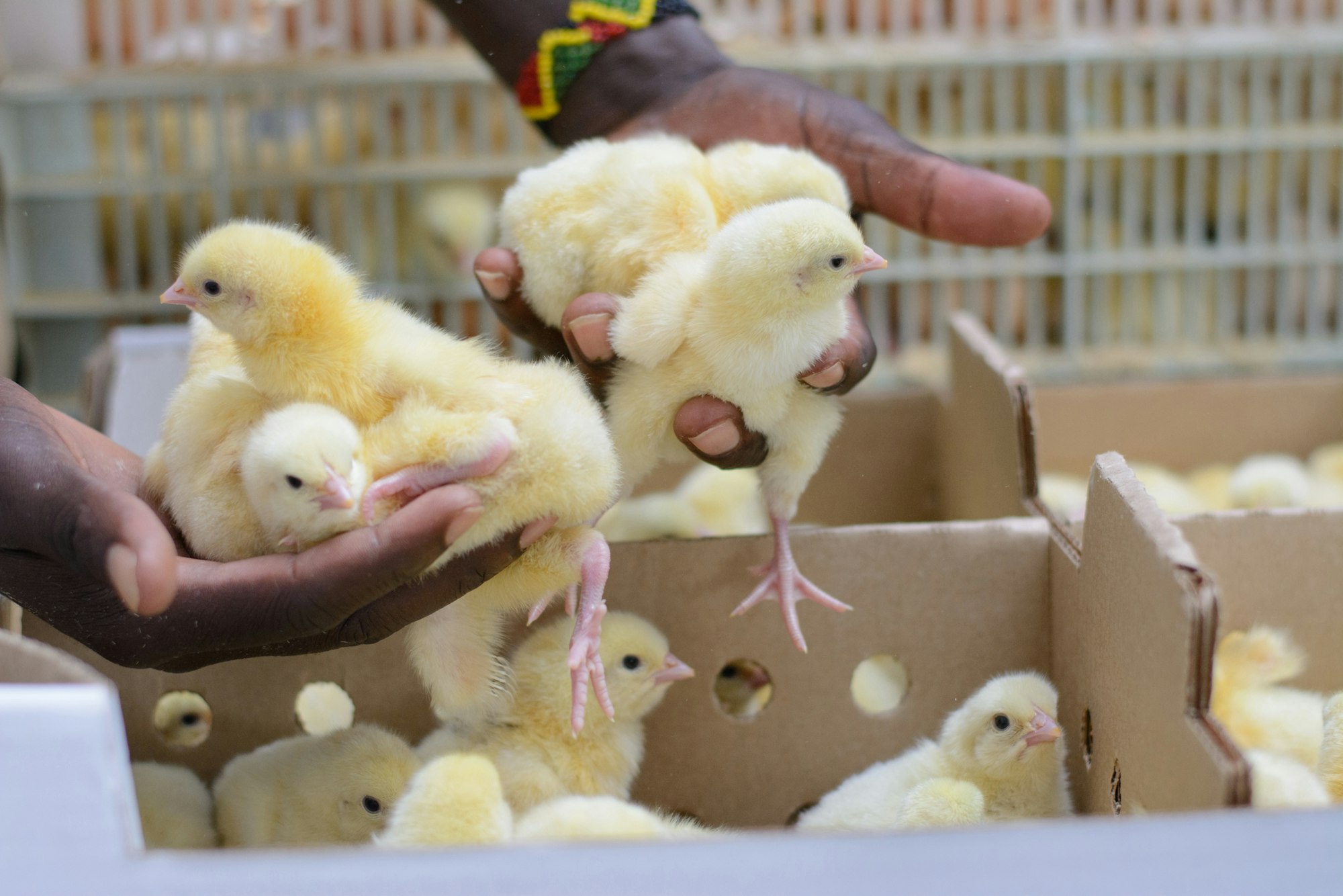 poultry