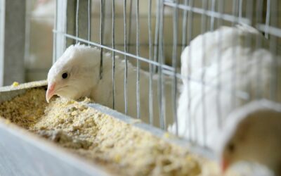 The importance of egg candling in poultry farming