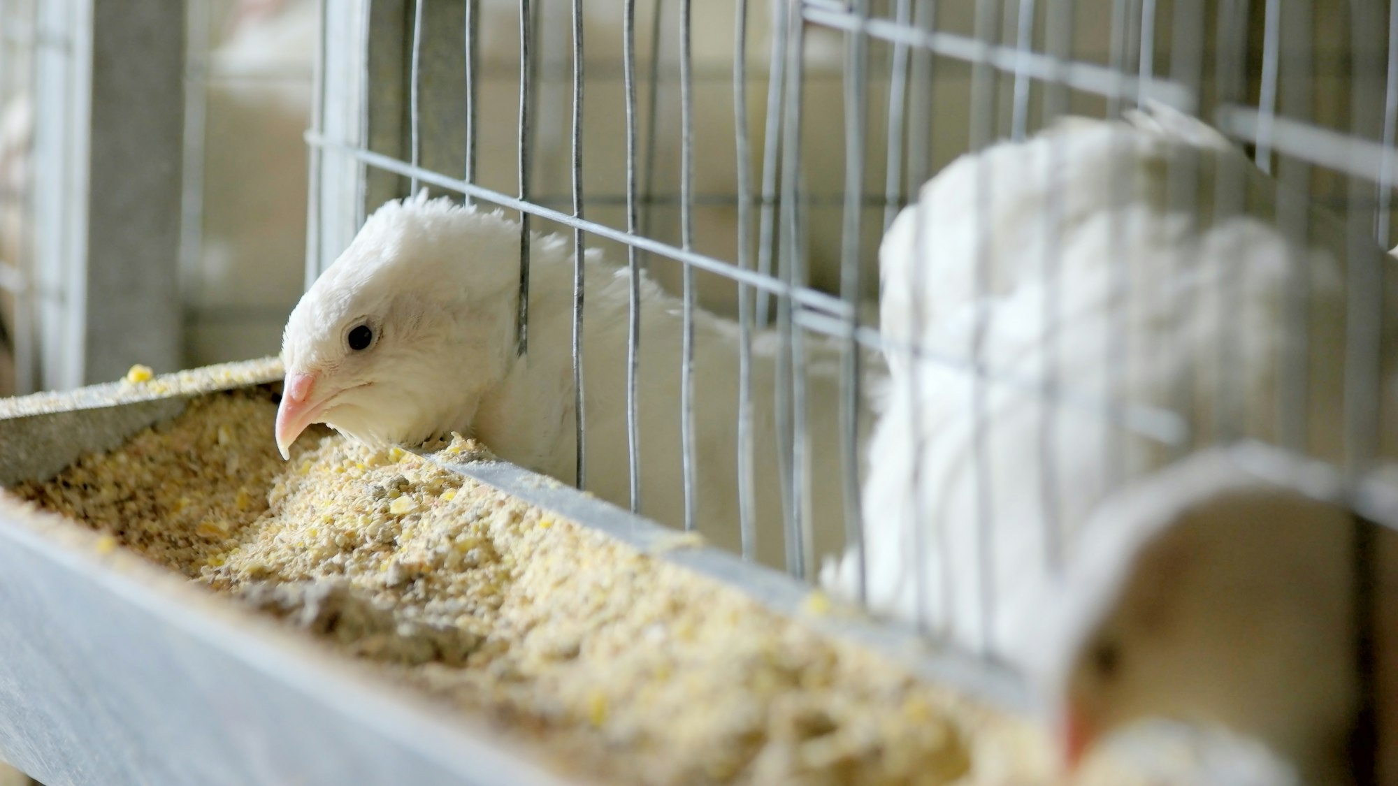 Quails in cages at poultry farm.