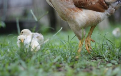 The benefits of partnerships between producers and poultry specialists in chick health