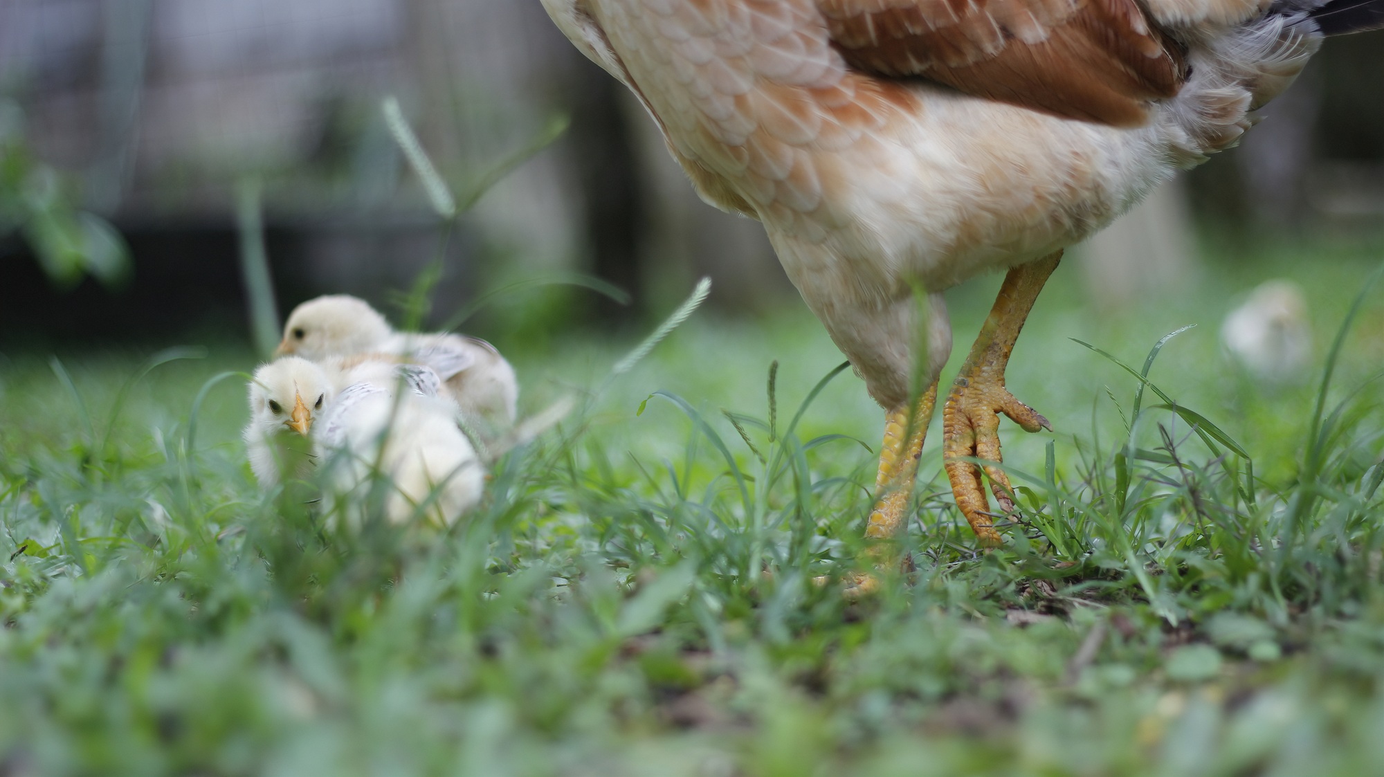 hen with her chicks on a lawn