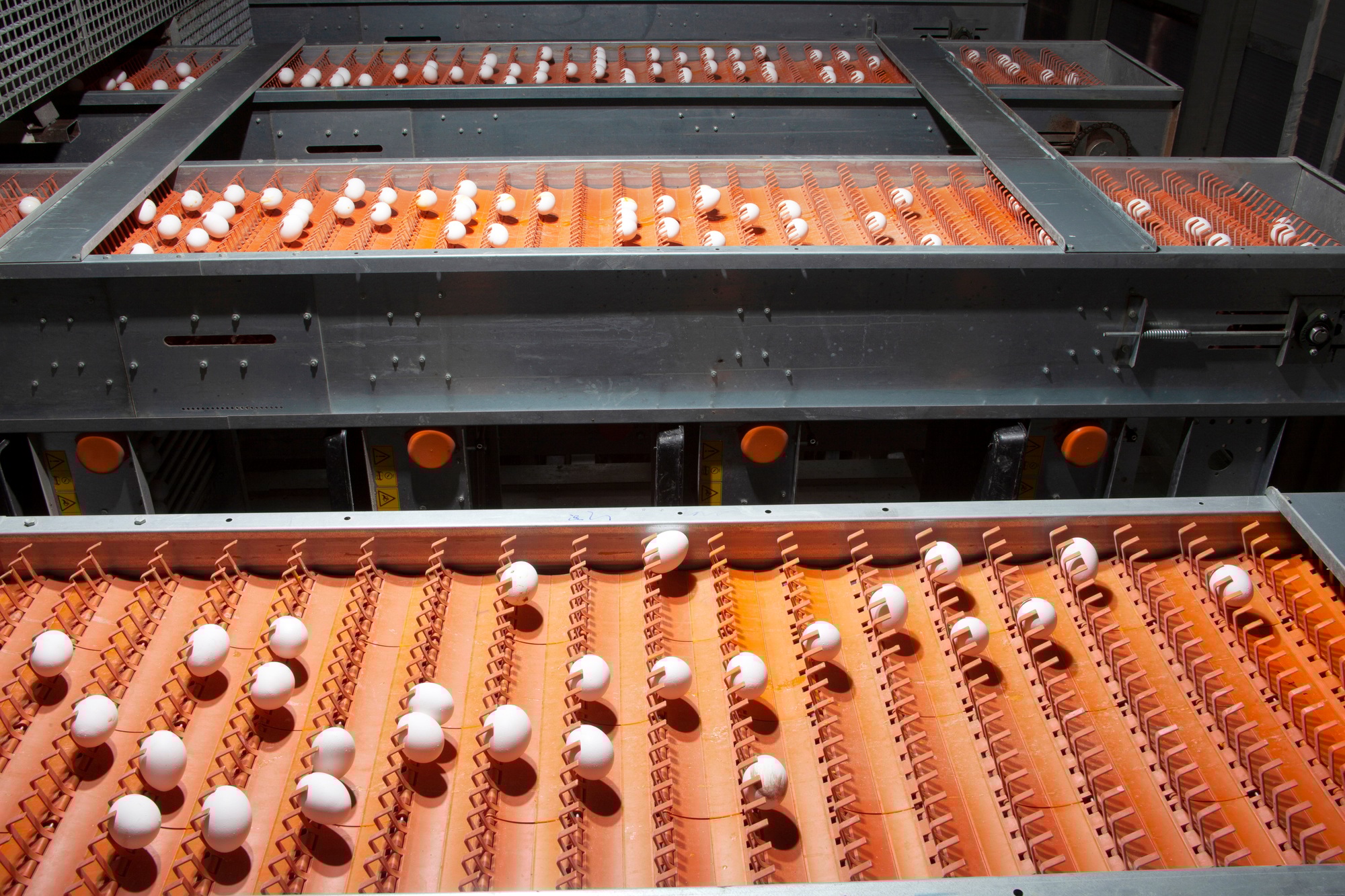 White eggs on the conveyor belt. Poultry farm. Egg factory.
