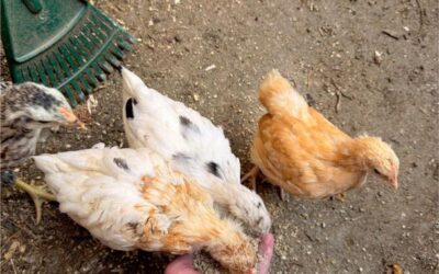 Understanding Poultry Coccidiosis: Impact, Prevention, and Sustainable Control Strategies