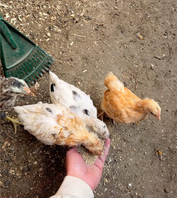 Understanding Poultry Coccidiosis: Impact, Prevention, and Sustainable Control Strategies