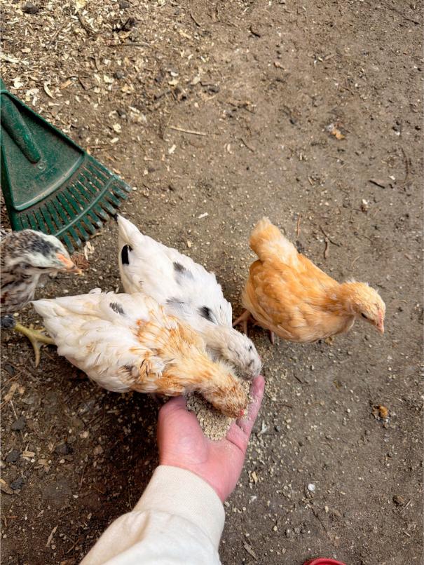avian disease coccidiosis